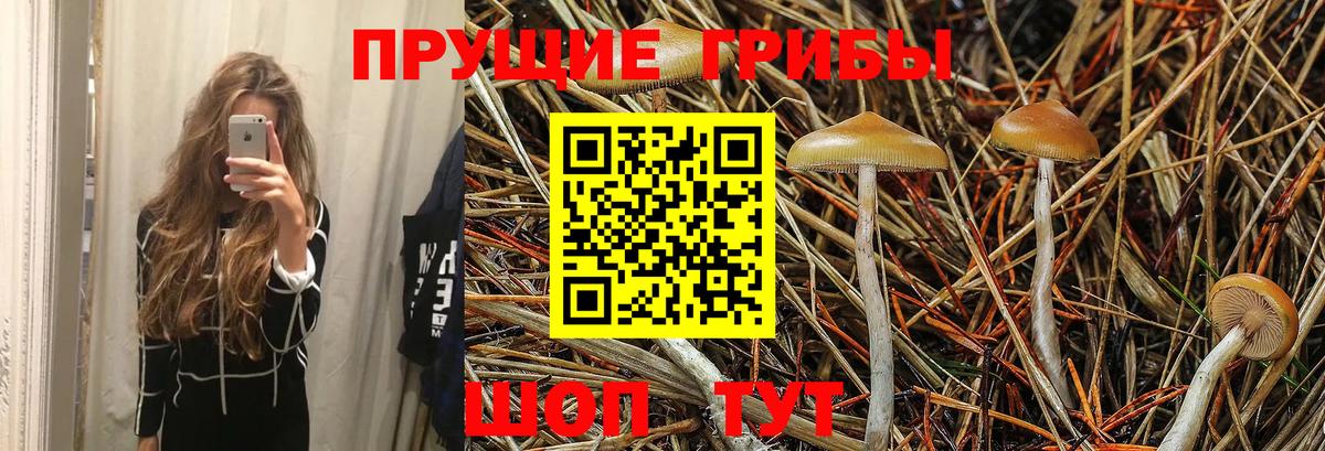 Медногорск  Галлюциногенные грибы Cubensis  Вход с VPN  Галлюциногенные грибы Magic Shrooms 